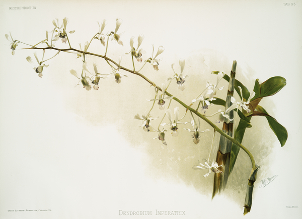 Morobe Shower Dendrobium imperatrix from Reichenbachia Orchids 1888-1894 illustrated by Frederick Sander 1847-1920.  by IStockHistory com