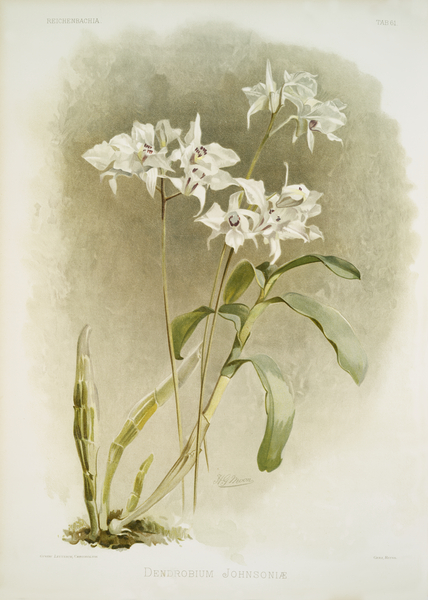 Dendrobium Johnsoniæ from Reichenbachia Orchids 1888-1894 illustrated by Frederick Sander 1847-1920.  by IStockHistory com