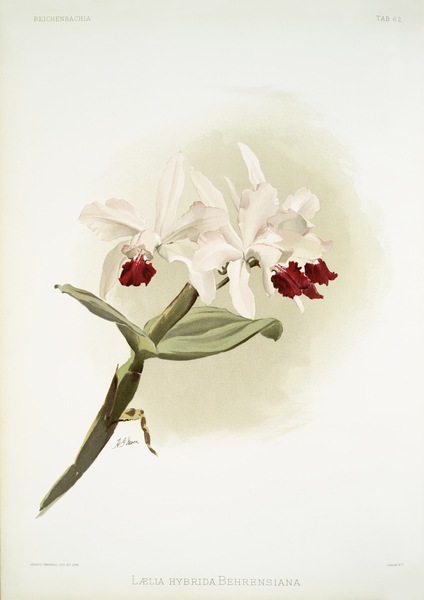 Lælia hybrida behrensiana from Reichenbachia Orchids 1888-1894 illustrated by Frederick Sander 1847-1920.  by IStockHistory com