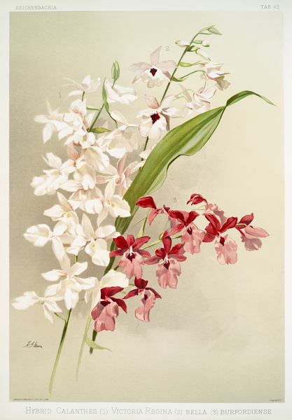Hybrid calanthes victoria regina bella and burfordiense from Reichenbachia Orchids 1888-1894 illustrated by Frederick Sander 1847-1920.  by IStockHistory com
