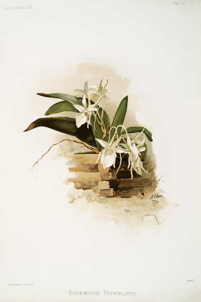 Angræcum humblotii from Reichenbachia Orchids 1888-1894 illustrated by Frederick Sander 1847-1920.  by IStockHistory com