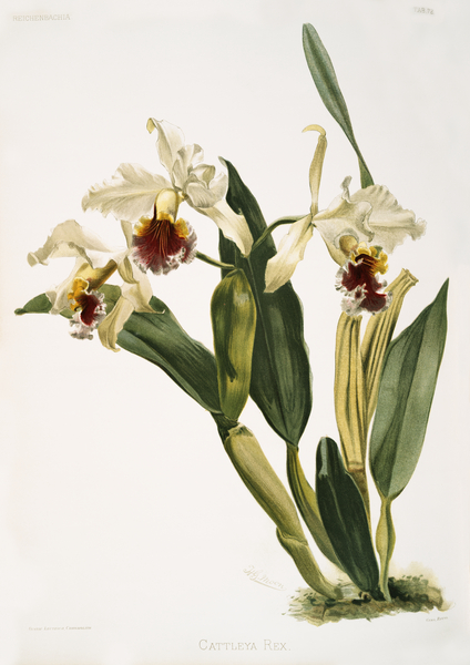 Cattleya rex from Reichenbachia Orchids 1888-1894 illustrated by Frederick Sander 1847-1920.  by IStockHistory com