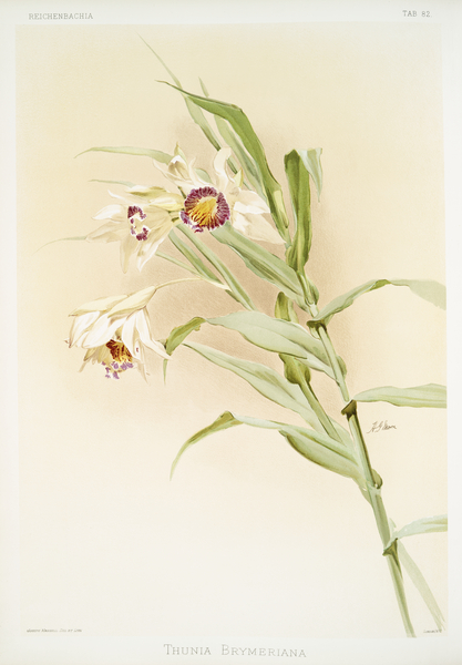 Thunia brymeriana from Reichenbachia Orchids 1888-1894 illustrated by Frederick Sander 1847-1920.  by IStockHistory com