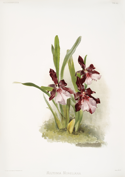 Miltonia moreliana from Reichenbachia Orchids 1888-1894 illustrated by Frederick Sander 1847-1920.  by IStockHistory com