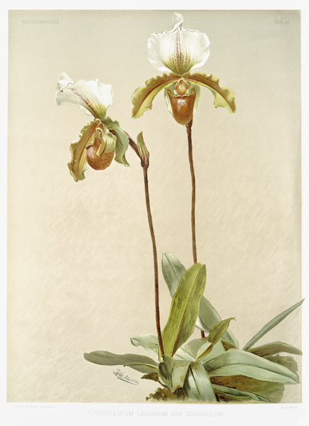 Cypripedium leeanum var giganteum from Reichenbachia Orchids 1888-1894 illustrated by Frederick Sander 1847-1920.  by IStockHistory com