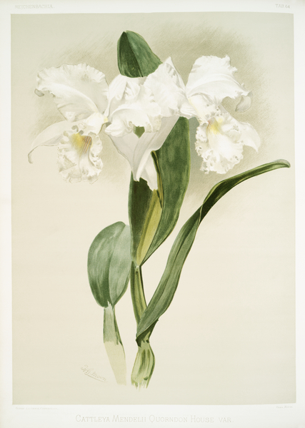 Cattleya mendelii quorndon house var from Reichenbachia Orchids 1888-1894 illustrated by Frederick Sander 1847-1920.  by IStockHistory com