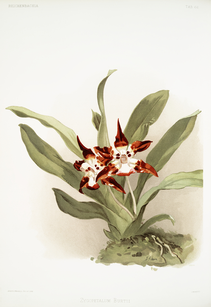 Zygopetalum burtii from Reichenbachia Orchids 1888-1894 illustrated by Frederick Sander 1847-1920.  by IStockHistory com