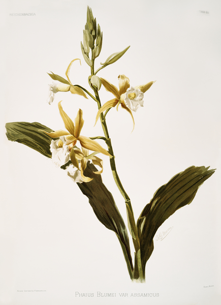 Phaius blumei var assamicus from Reichenbachia Orchids 1888-1894 illustrated by Frederick Sander 1847-1920.  by IStockHistory com