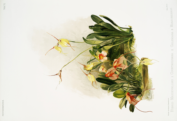 Hybrid masdevallias courtauldiana geleniana and measuresiana from Reichenbachia Orchids 1888-1894 illustrated by Frederick Sander 1847-1920.  by IStockHistory com