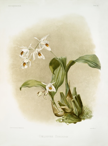 Coelogyne sanderæ from Reichenbachia Orchids 1888-1894 illustrated by Frederick Sander 1847-1920.  by IStockHistory com