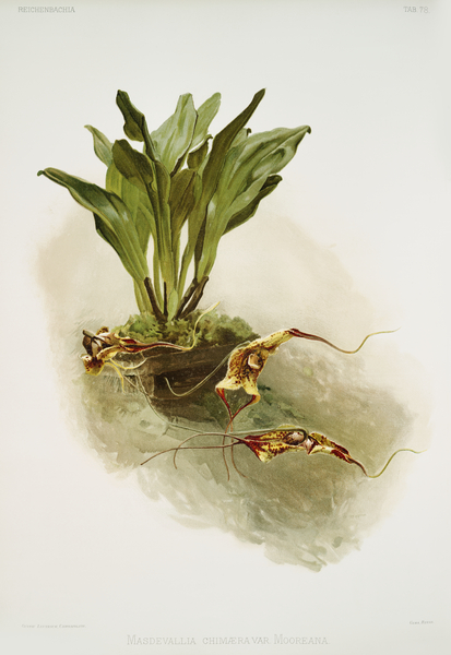 Masdevallia chimæra var mooreana from Reichenbachia Orchids 1888-1894 illustrated by Frederick Sander 1847-1920.  by IStockHistory com