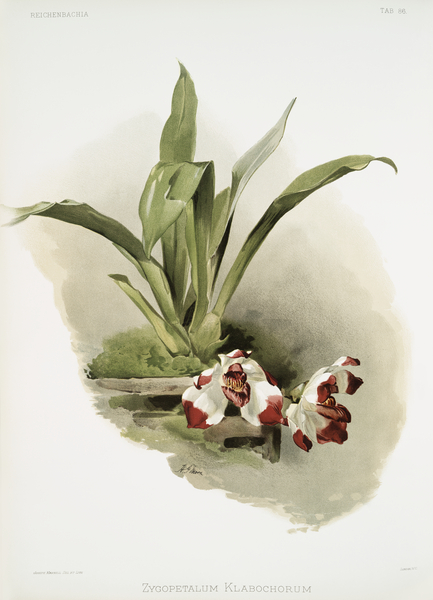 Zygopetalum klabochorum from Reichenbachia Orchids 1888-1894 illustrated by Frederick Sander 1847-1920.  by IStockHistory com
