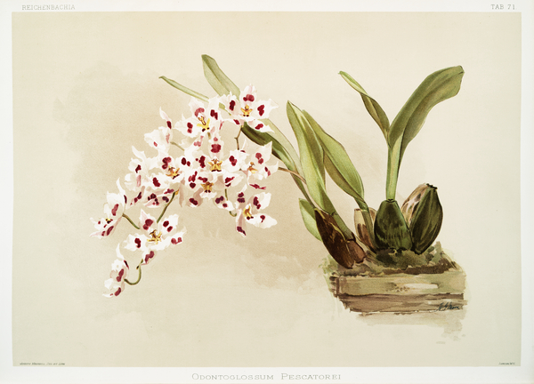 Odontoglossum pescatorei from Reichenbachia Orchids 1888-1894 illustrated by Frederick Sander 1847-1920.  by IStockHistory com