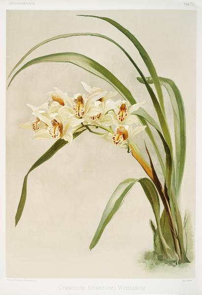 Cymbidium hybridum winnianum from Reichenbachia Orchids 1888-1894 illustrated by Frederick Sander 1847-1920.  by IStockHistory com