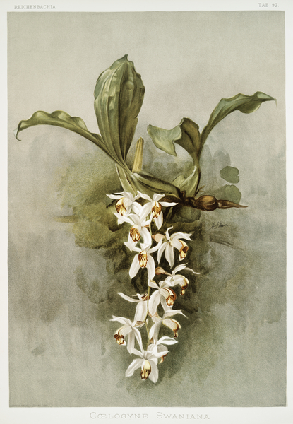 Swains Coelogyne Coelogyne swaniana from Reichenbachia Orchids 1888-1894 illustrated by Frederick Sander 1847-1920.  by IStockHistory com