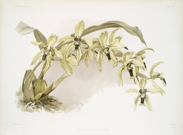 Coelogyne pandurata from Reichenbachia Orchids 1888-1894 illustrated by Frederick Sander 1847-1920.  by IStockHistory com