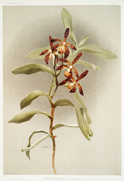 Arachnanthe clarkei from Reichenbachia Orchids 1888-1894 illustrated by Frederick Sander 1847-1920.  by IStockHistory com