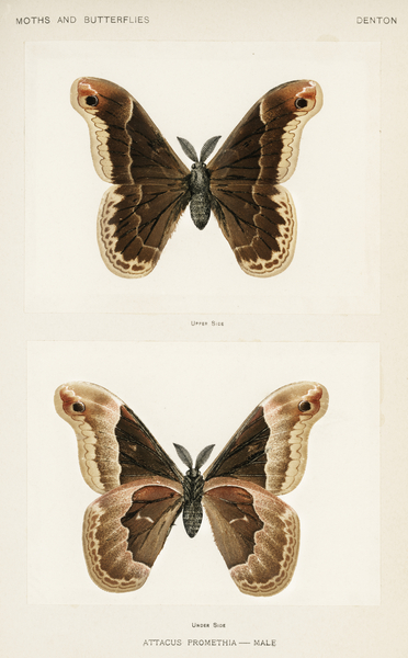 Promethea Silkmoth - Male Attacus Promethia from Moths and Butterflies of the United States 1900 by Sherman F. Denton 1856-1937.  by IStockHistory com