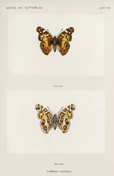 Pyrameis Huntera Brazilian painted lady from Moths and butterflies of the United States 1900 by Sherman F. Denton 1856-1937.  by IStockHistory com
