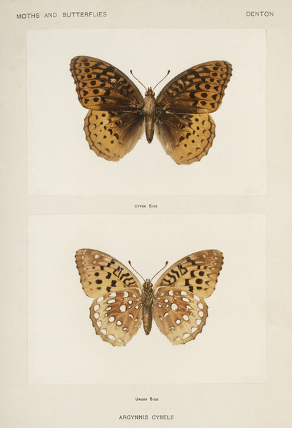 Great Spangled Fritillary Argynnis Cybele from Moths and butterflies of the United States 1900 by Sherman F. Denton 1856-1937.  by IStockHistory com