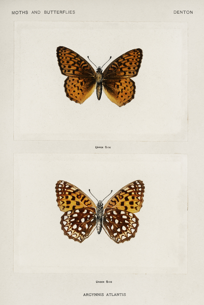 Atlantis Fritillary Argynnis Atlantis from Moths and butterflies of the United States 1900 by Sherman F. Denton 1856-1937.  by IStockHistory com