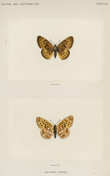 Silver-bordered Fritillary Argynnis Myrina from Moths and butterflies of the United States 1900 by Sherman F. Denton 1856-1937.  by IStockHistory com