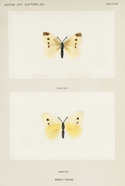 Small Cabbage White Pieris Rapae from Moths and butterflies of the United States 1900 by Sherman F. Denton 1856-1937.  by IStockHistory com