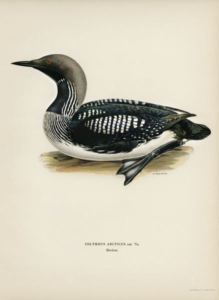 Black-throated loon Colymbus Arcticus by IStockHistory com