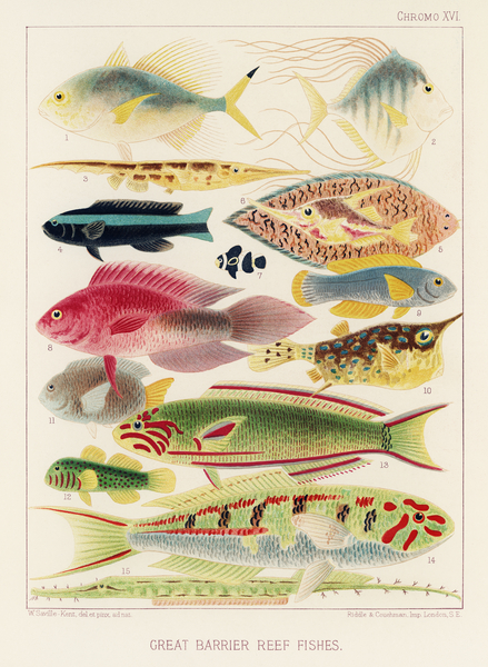 Great Barrier Reef Fishes from The Great Barrier Reef of Australia 1893 by William Saville-Kent 1845-1908. Fig 1: Fringe-finned Trevally Caranx ridiatus MacLeayFig 2: Dismond Trvally Caranx Gallus LinFig 3: Needle fish amphisile scuataFig 4: Blue band by IStockHistory com