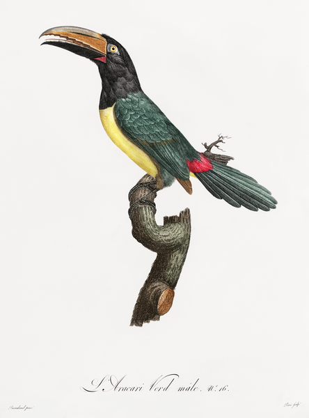 Pictorem.com :: Green aracari by IStockHistory com