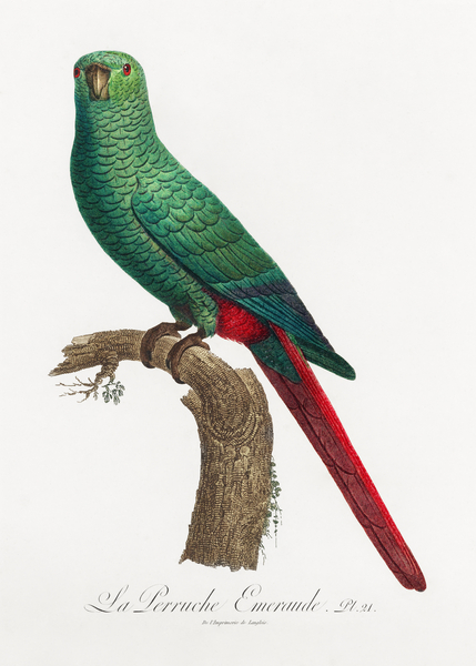 Austral parakeet  Print