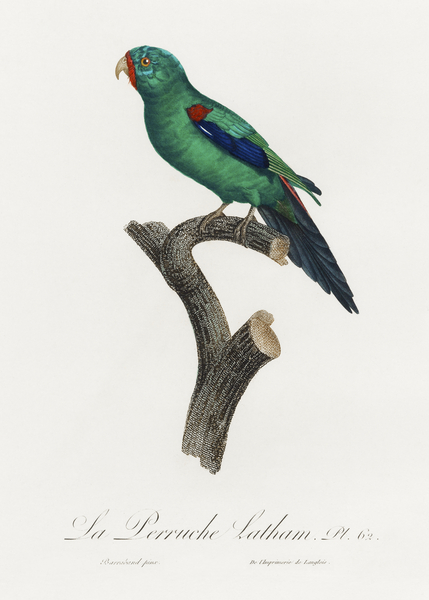 Swift parrot  Print
