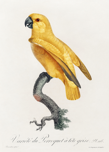 Rare yellow senegal parrot  by IStockHistory com