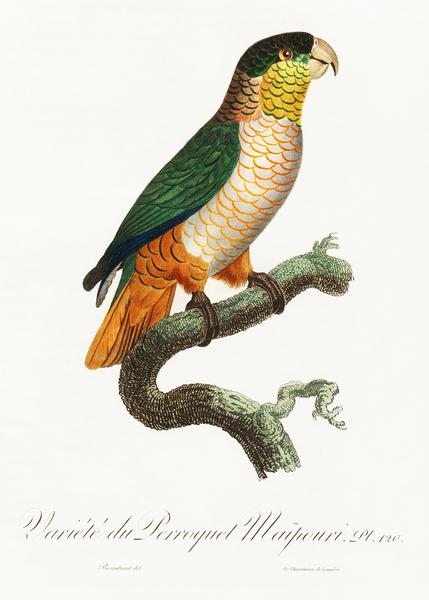 Black-headed caique  Print