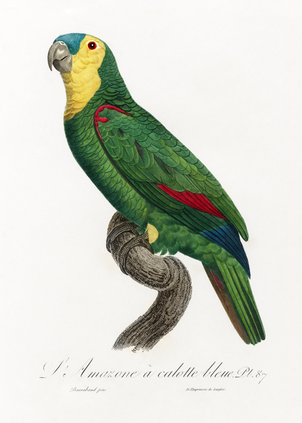 Blue-fronted amazon  Print