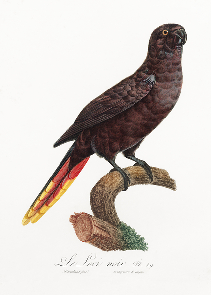Black lory  Imprimer