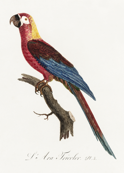 Cuban red macaw  Print