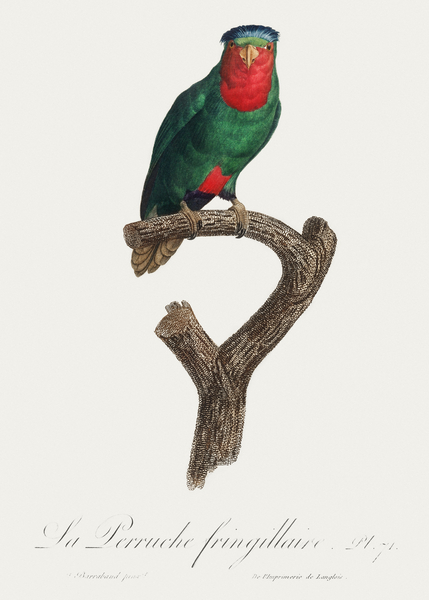 Blue-crowned lorikeet  by IStockHistory com