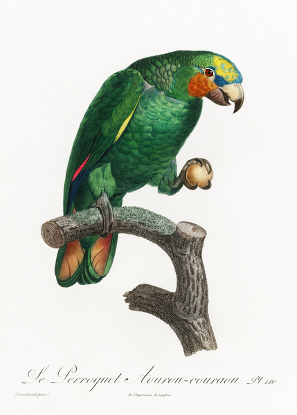 Orange-winged parrot  Print