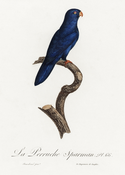 Sparman parakeet  Print
