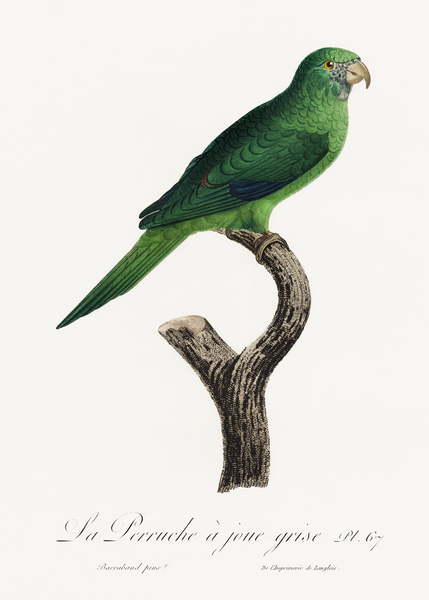 Grey-cheeked parakeet  by IStockHistory com