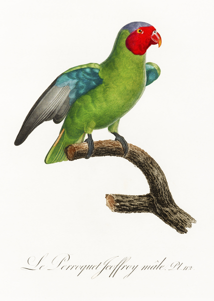 Red-cheeked parrot  by IStockHistory com