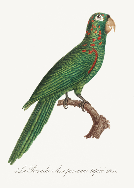 Red-spectacled amazon  Print