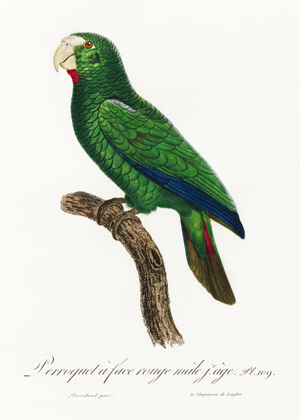 Cuban parrot  Print