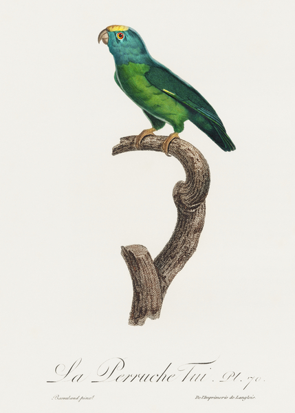 Tui parakeet  Print