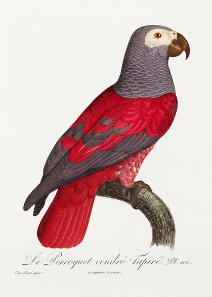 African grey parrot  by IStockHistory com
