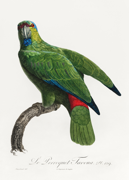 Festive parrot  Print