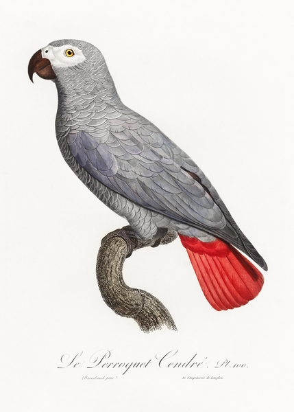 Congo grey parrot  Print