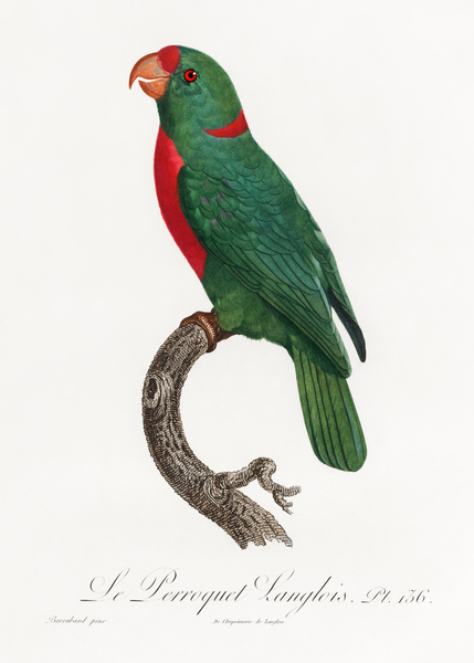 Jardines parrot  Print