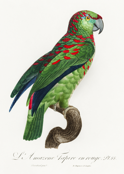 Black lory  Imprimer